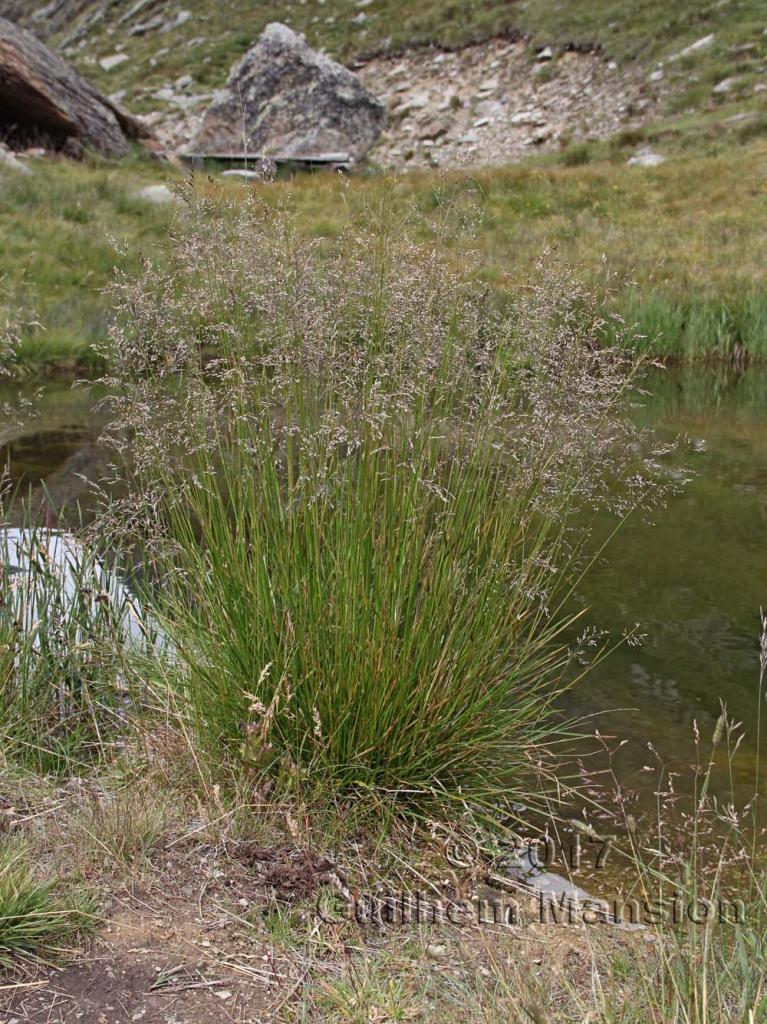 Deschampsia cespitosa