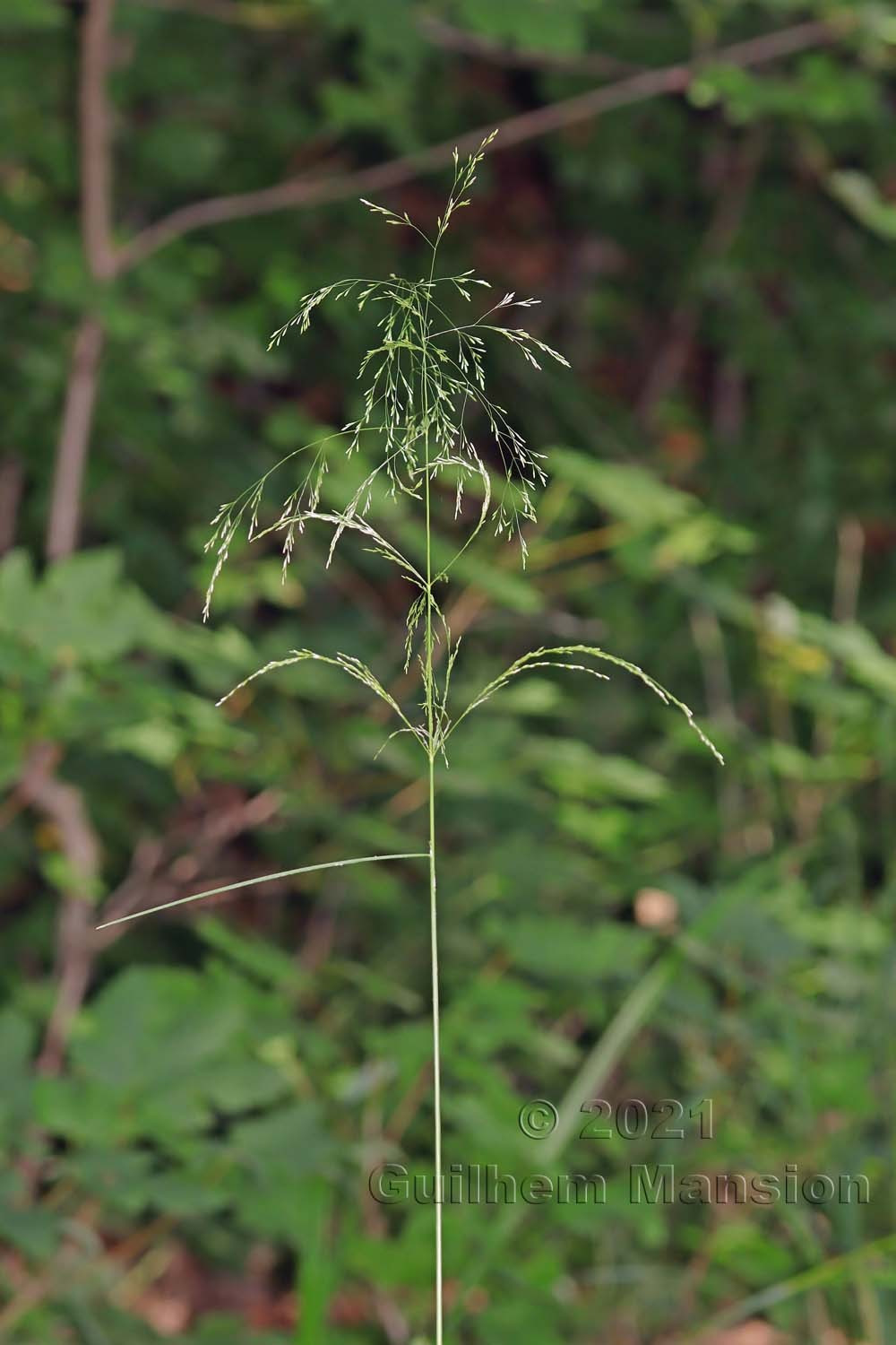 Deschampsia cespitosa