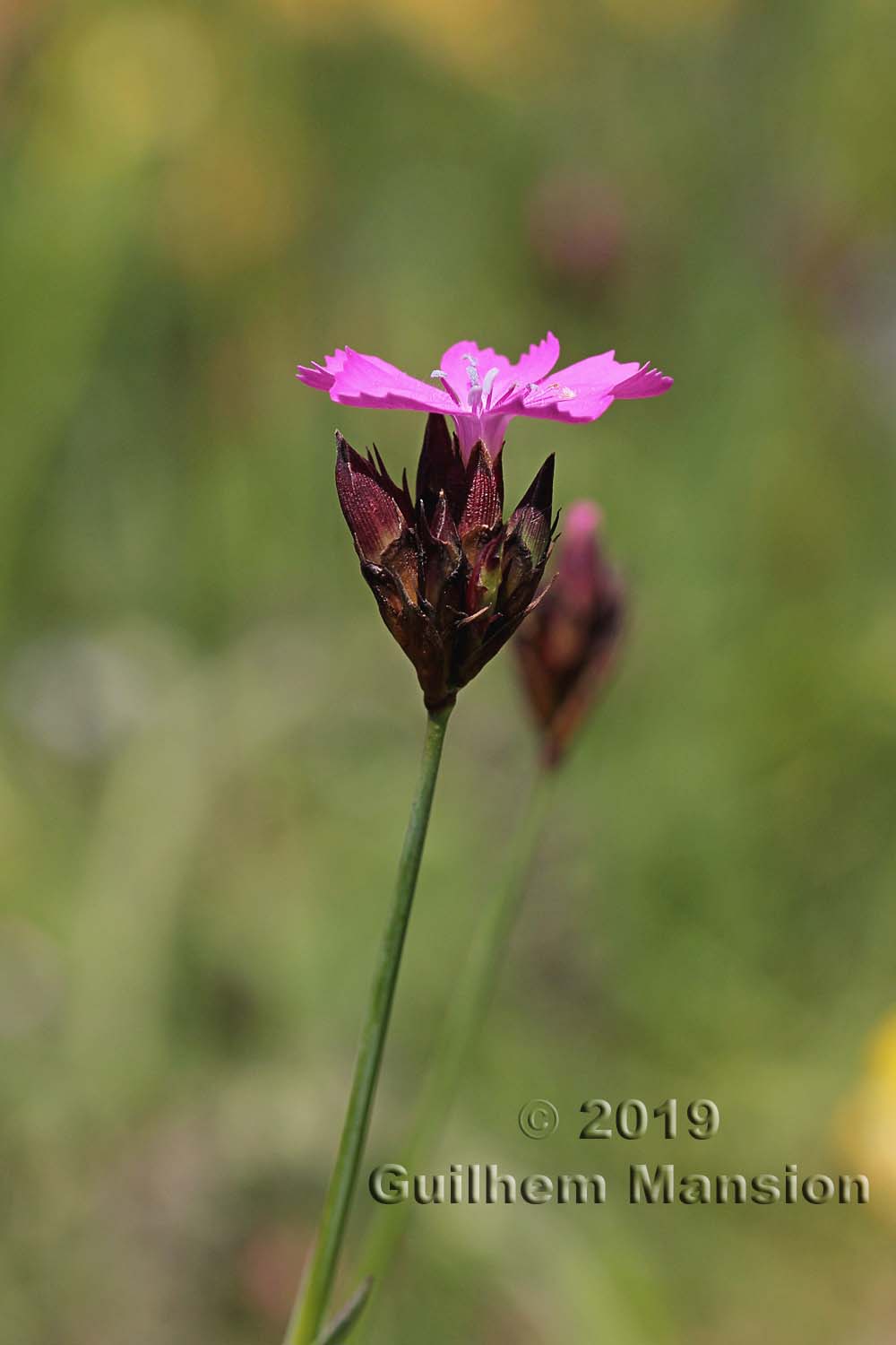 Dianthus carthusianorum