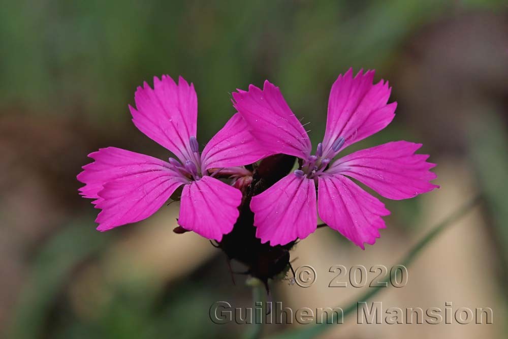 Dianthus carthusianorum