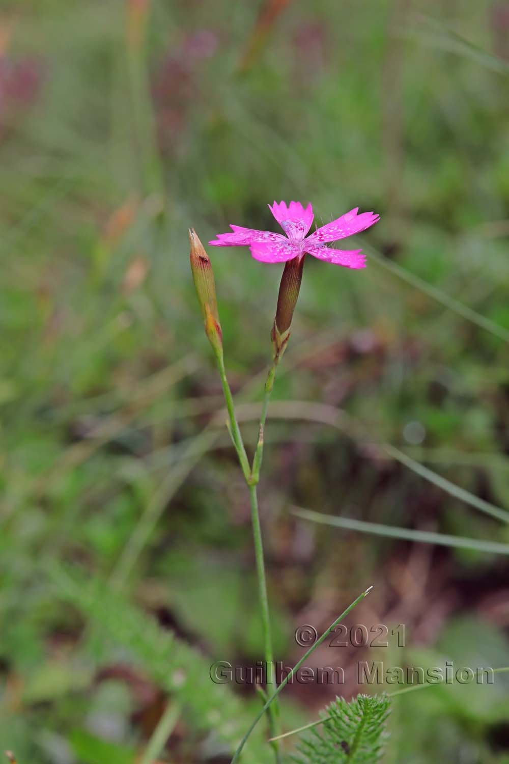 Dianthus deltoides