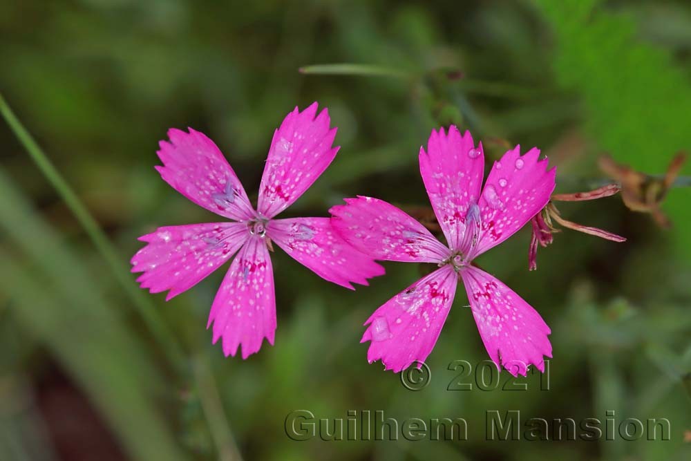 Dianthus deltoides