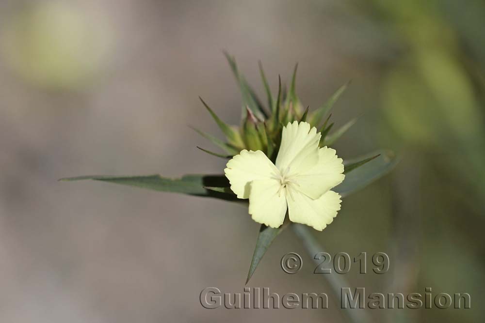 Dianthus knappii