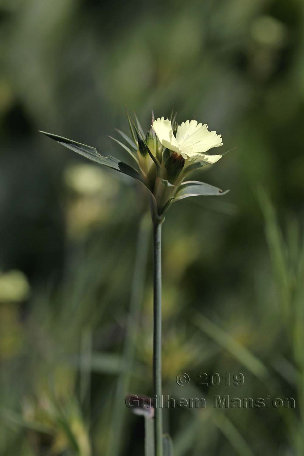 Dianthus knappii