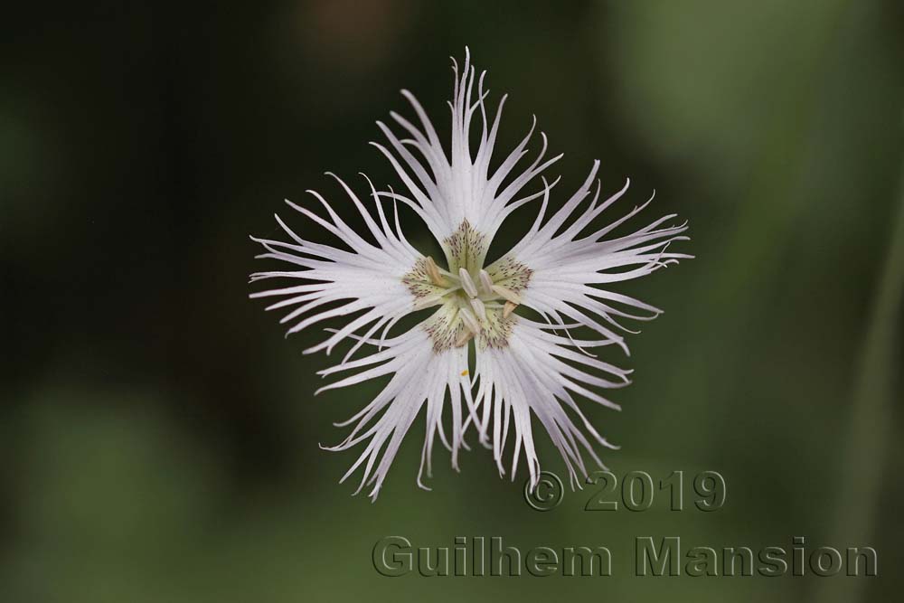 Dianthus monspessulanus