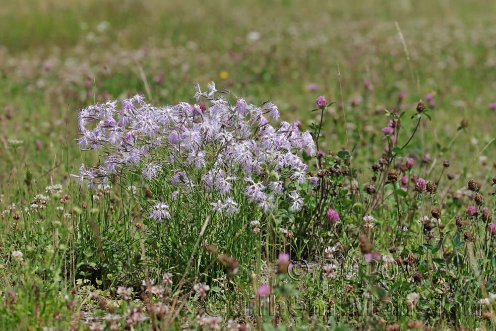 Dianthus superbus