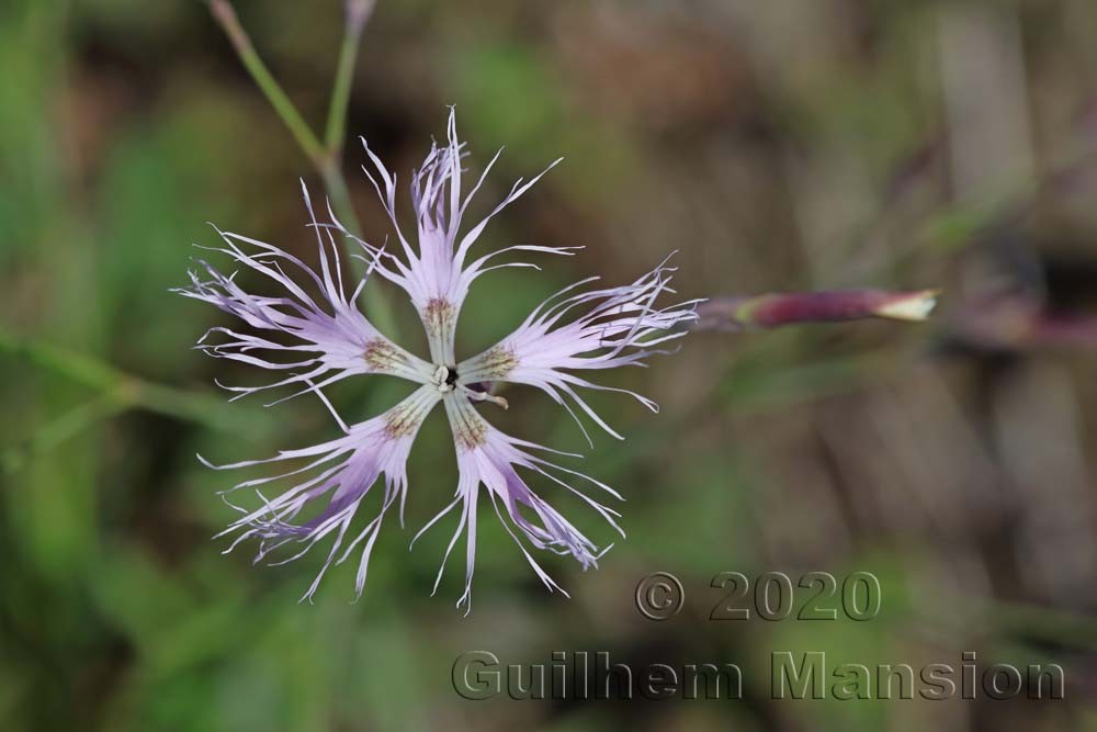 Dianthus superbus