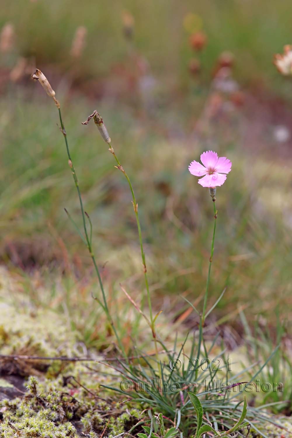 Dianthus sylvestris