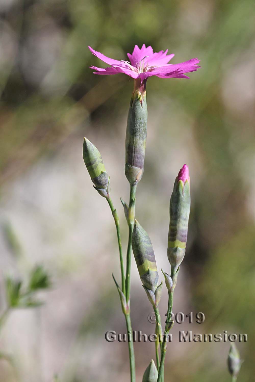 Dianthus sylvestris