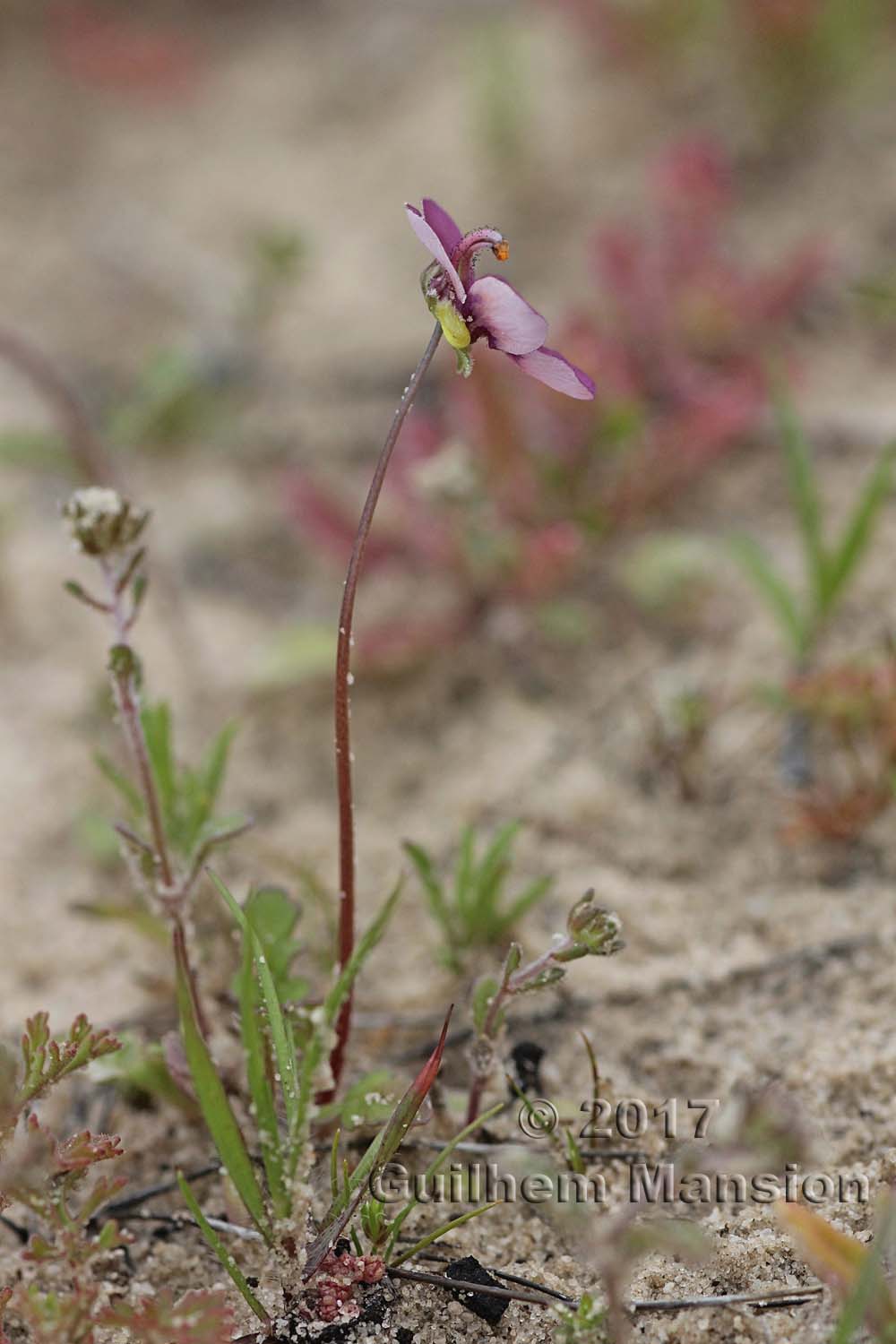 Diascia sp.