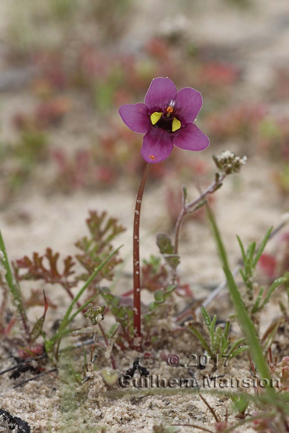 Diascia sp.