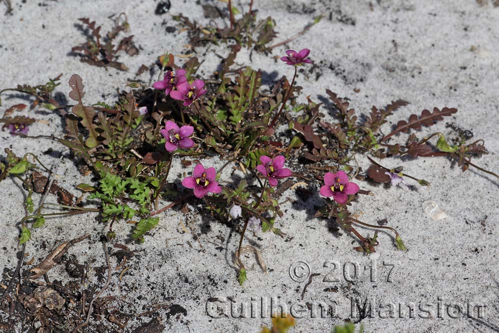 Diascia sp.