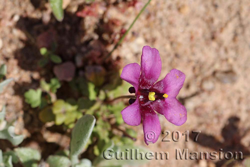 Diascia sp.