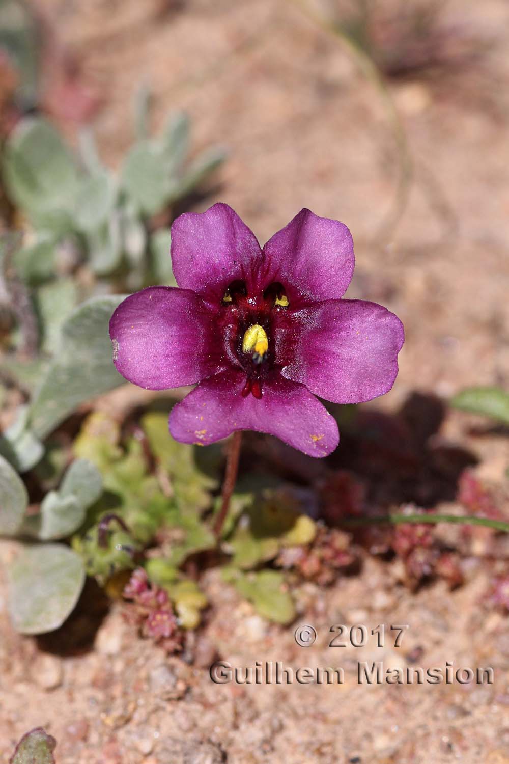 Diascia sp.