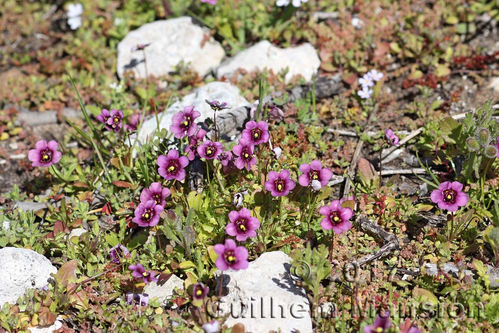 Diascia sp.