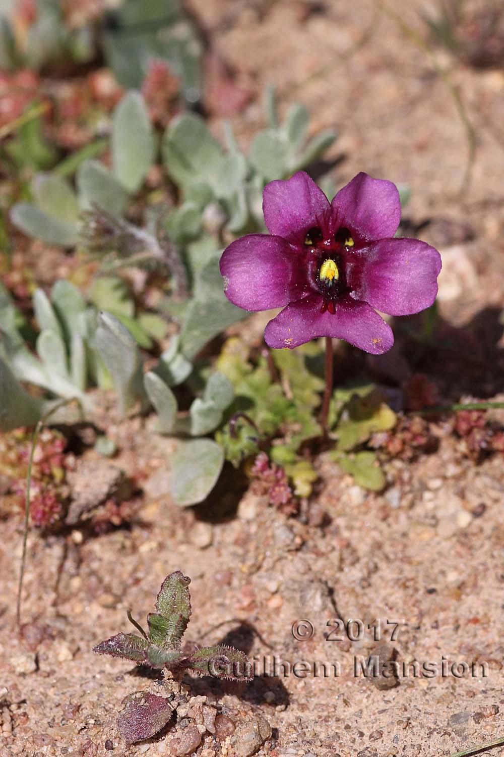 Diascia sp.