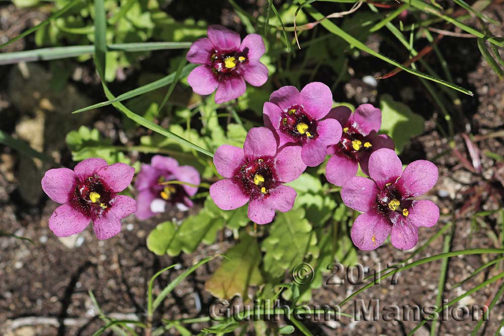 Diascia sp.