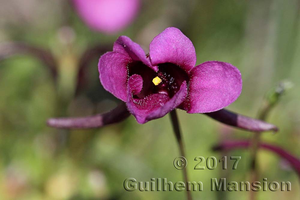 Diascia whiteheadii