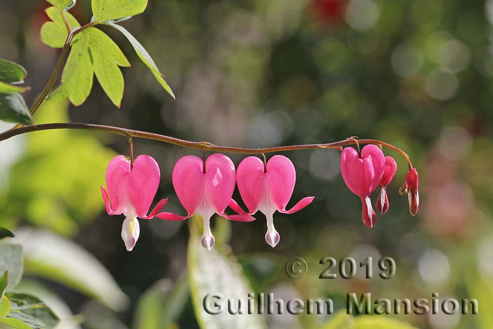 Lamprocapnos spectabilis