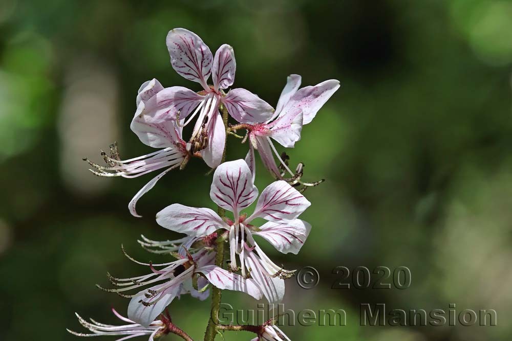 Famille - Rutaceae