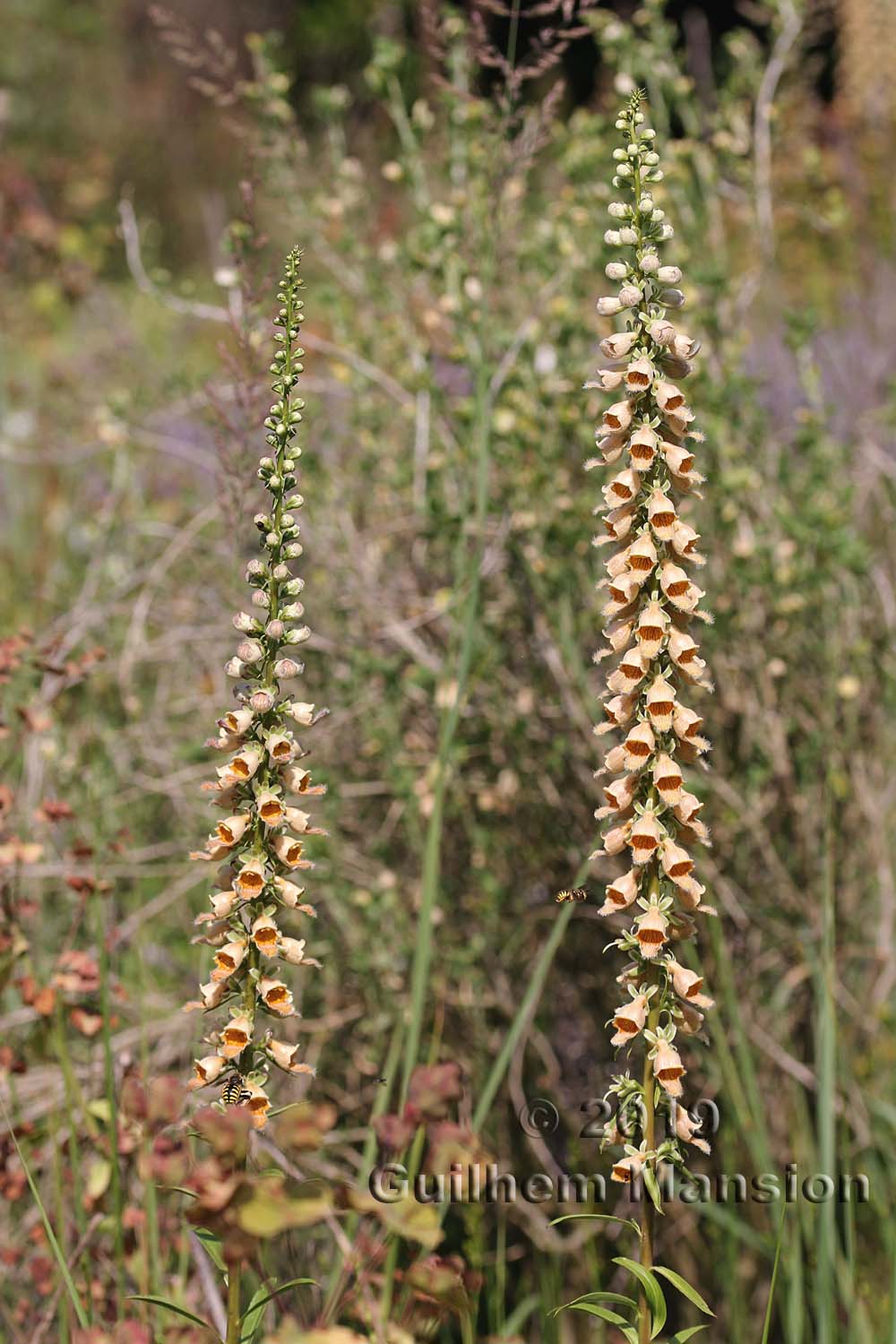 Digitalis ferruginea