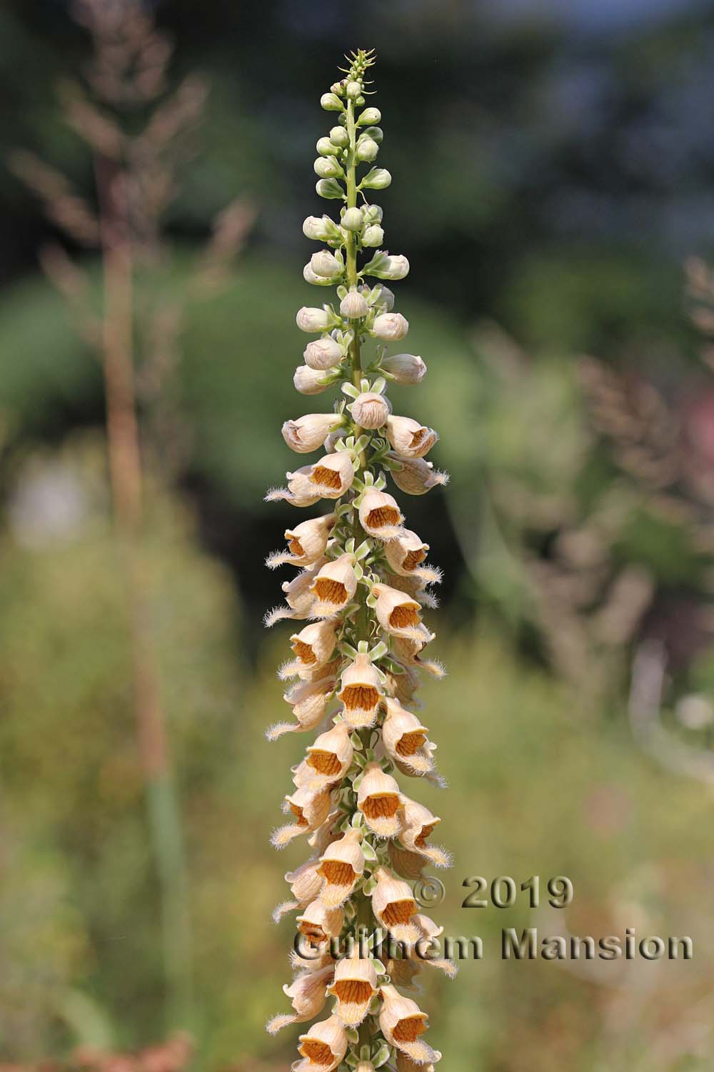 Digitalis ferruginea