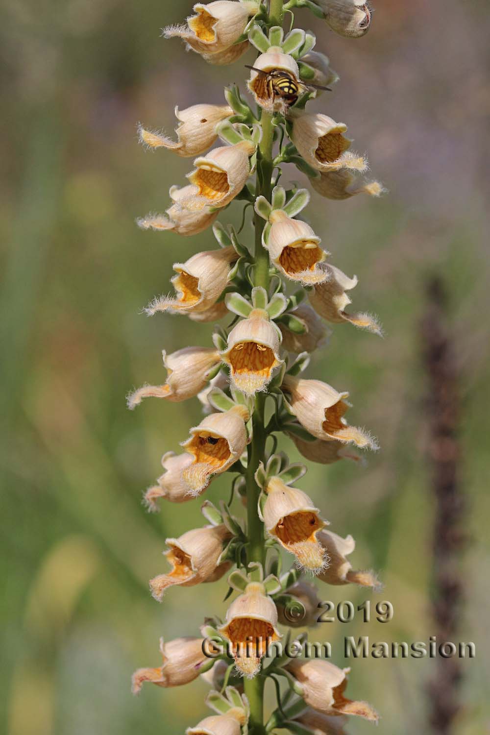 Digitalis ferruginea