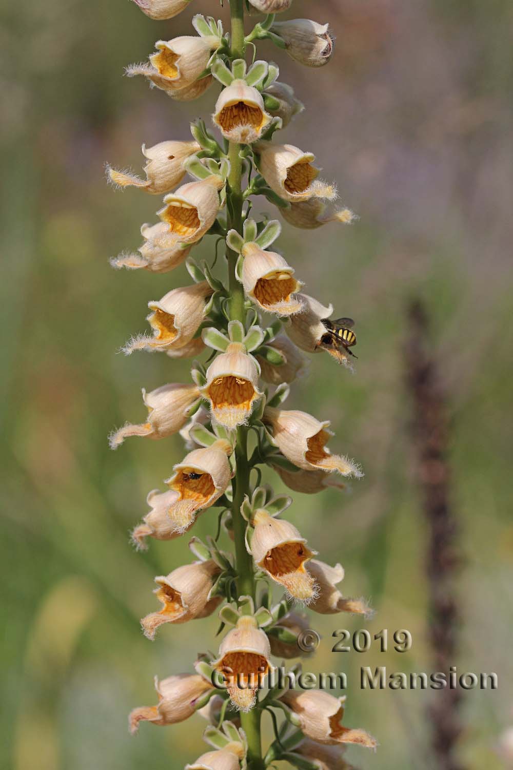 Digitalis ferruginea