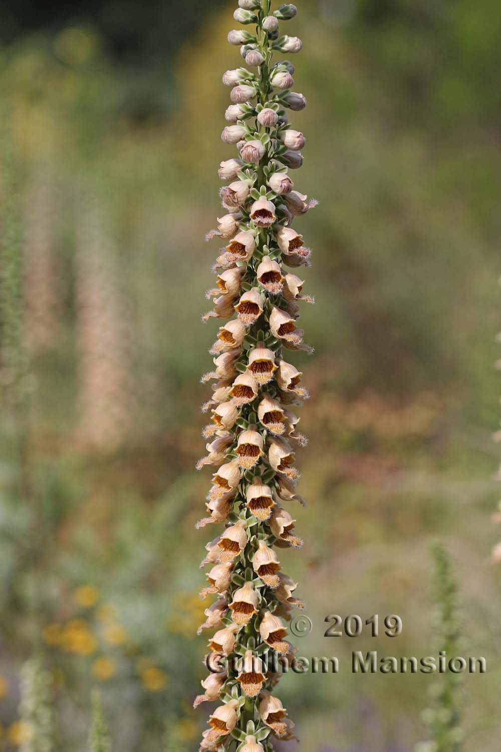 Digitalis ferruginea