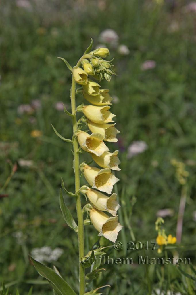 Digitalis grandiflora