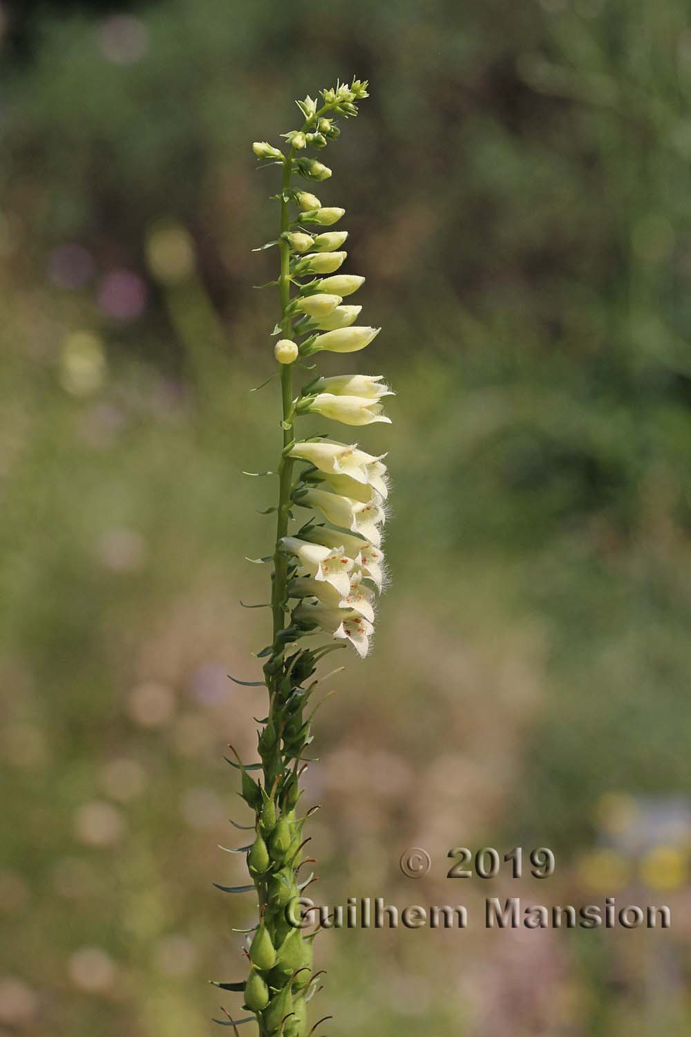 Digitalis lutea