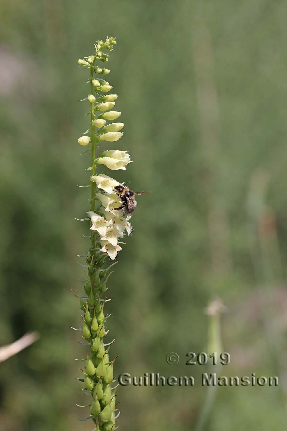 Digitalis lutea