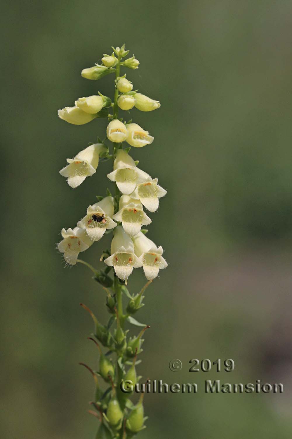 Digitalis lutea