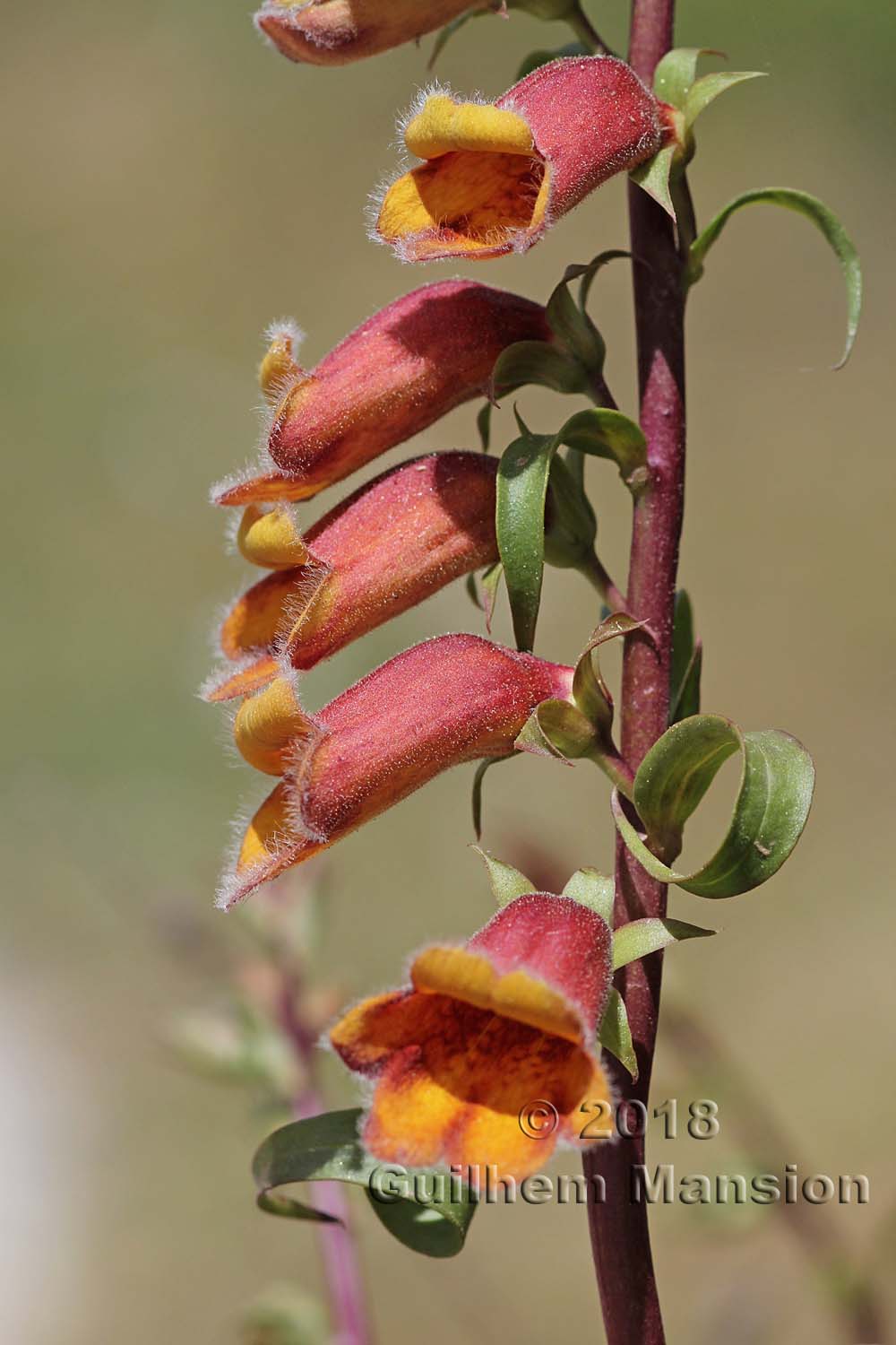 Digitalis obscura