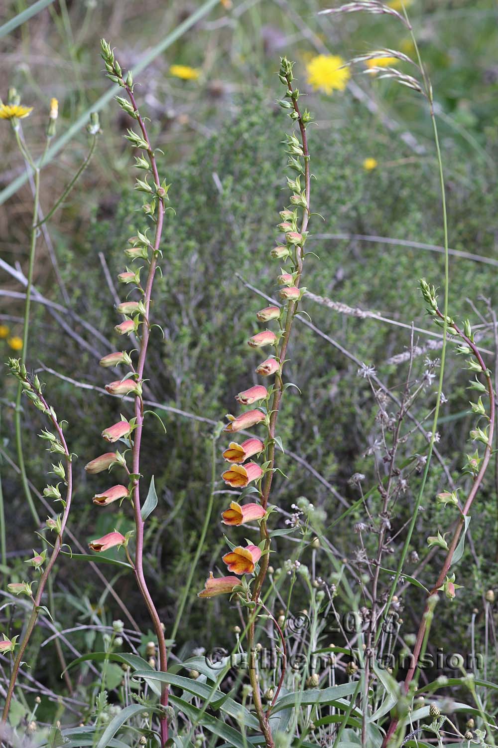 Digitalis obscura