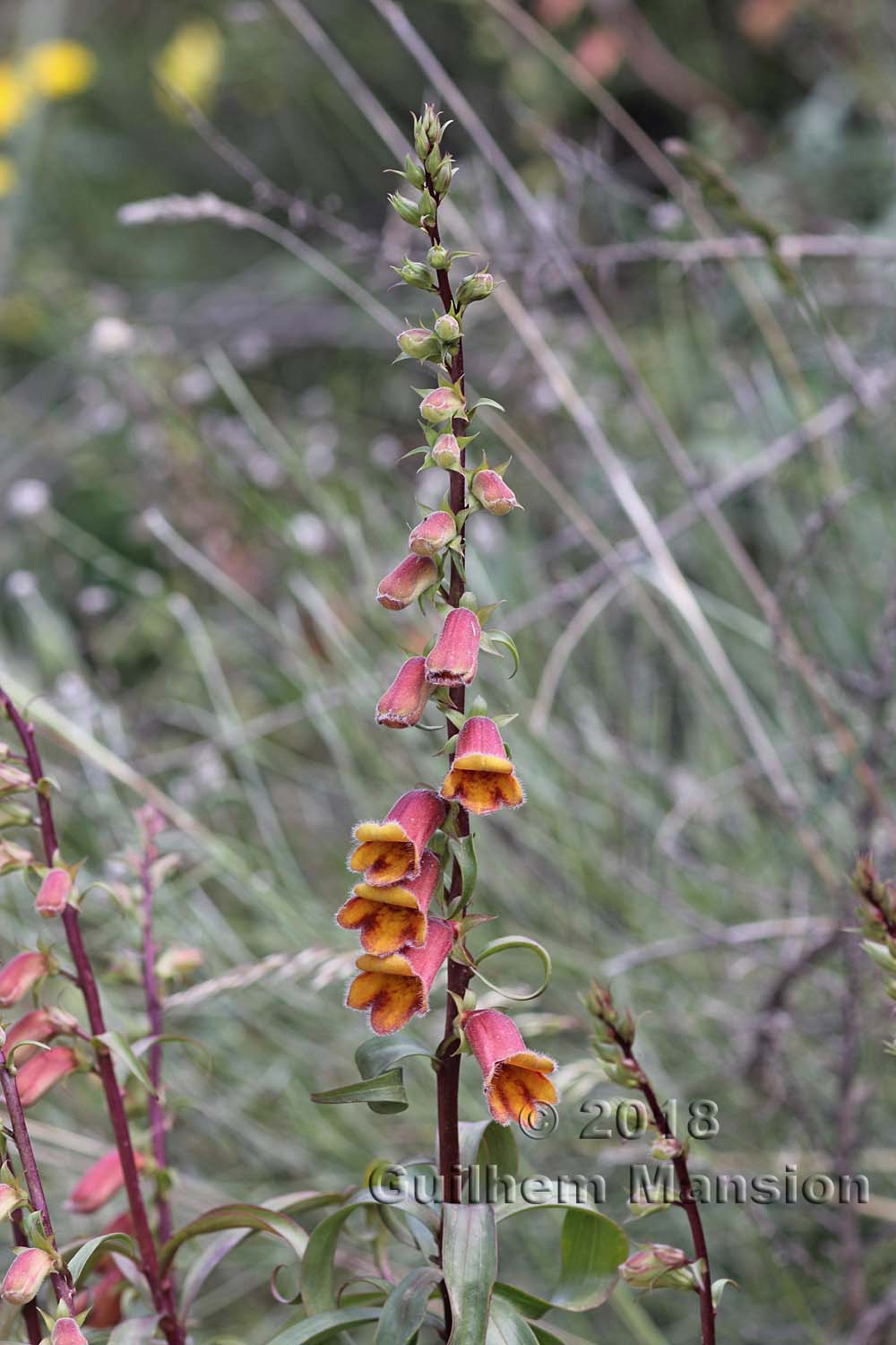 Digitalis obscura