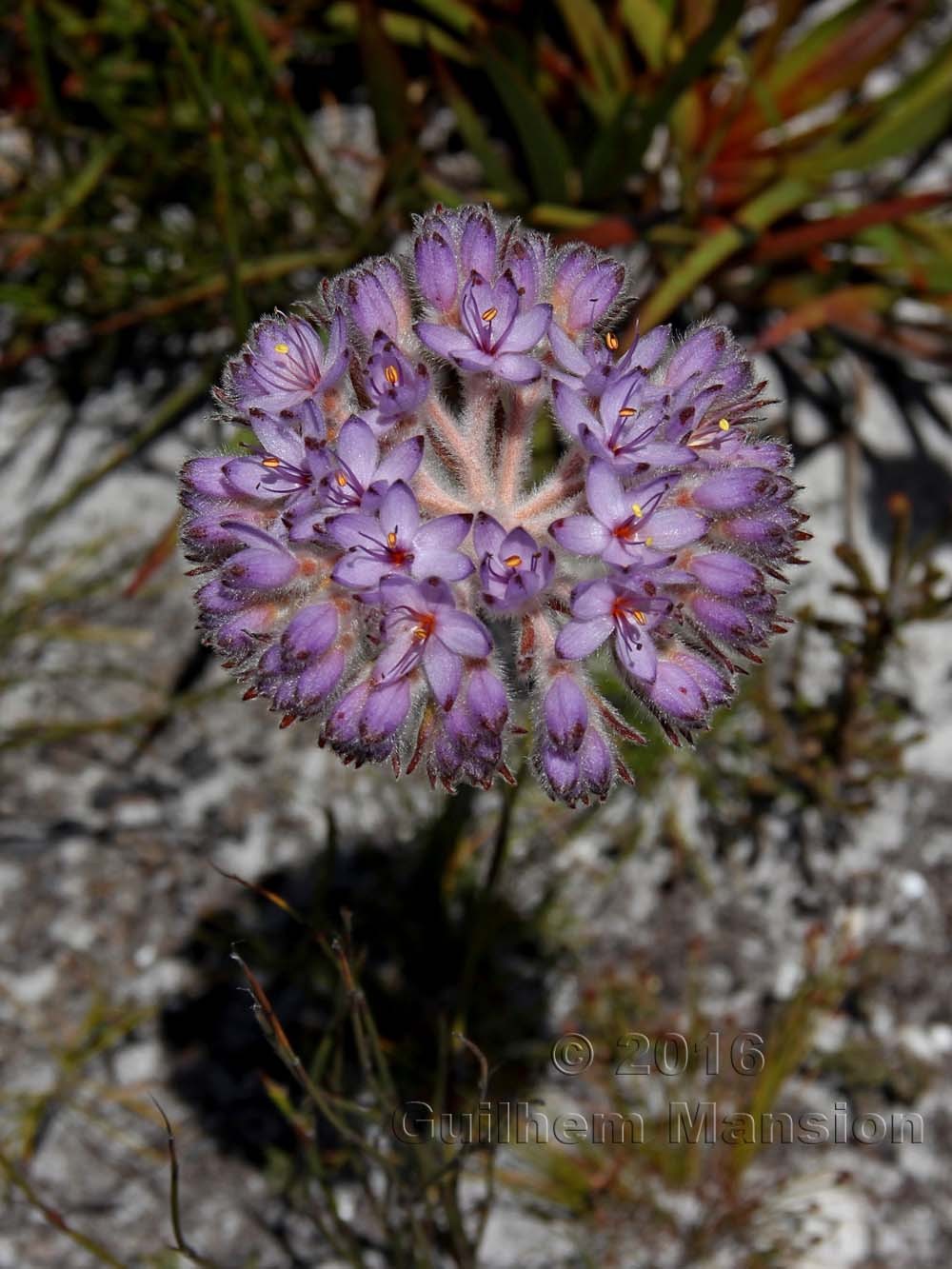 Dilatris corymbosa