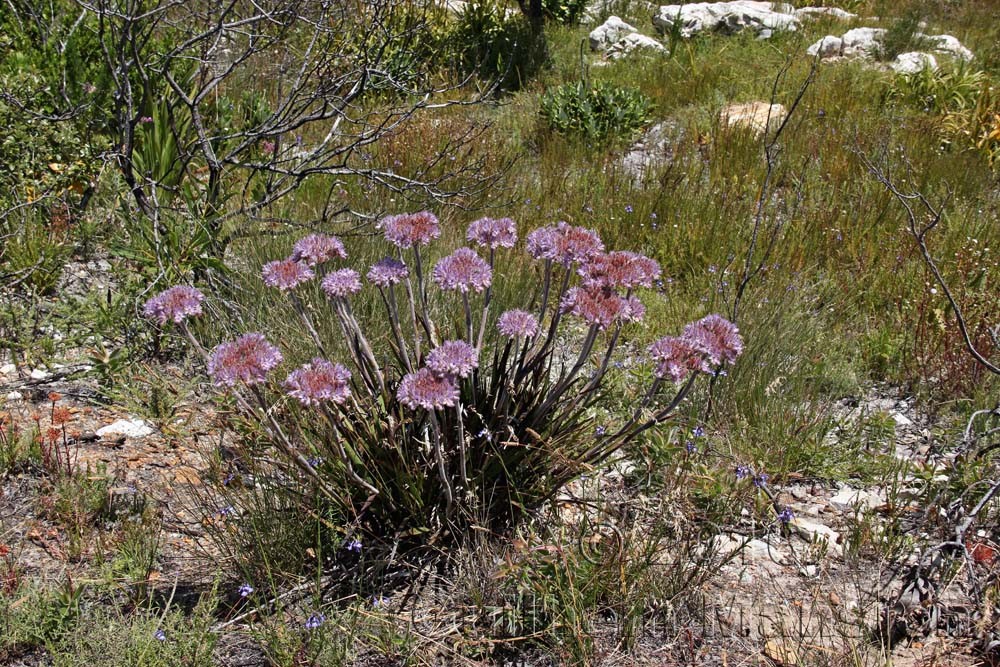 Dilatris corymbosa