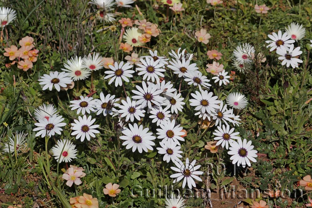 Meadow with Dimorphotheca pluvialis