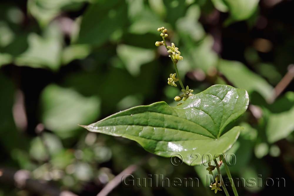 Dioscorea [Tamus] communis