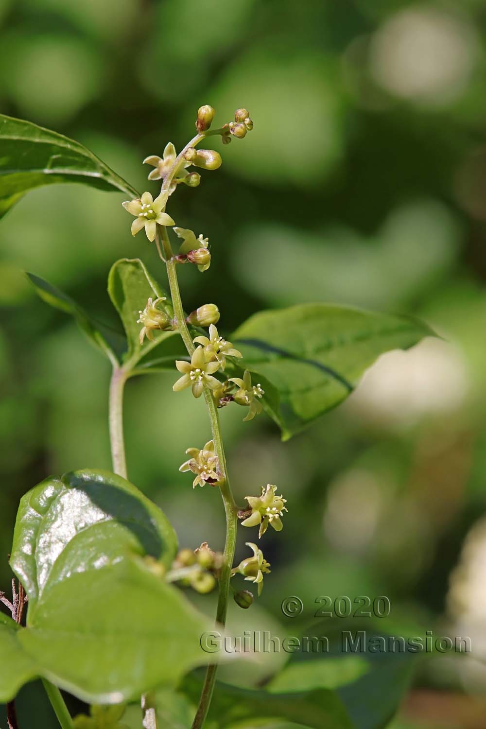 Dioscorea [Tamus] communis