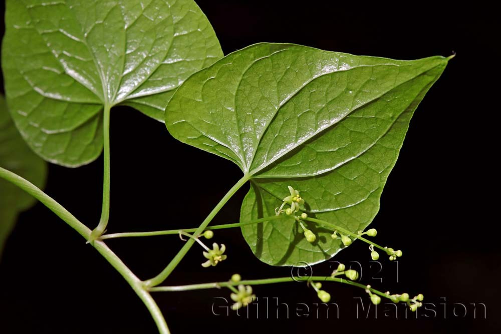 Dioscorea [Tamus] communis