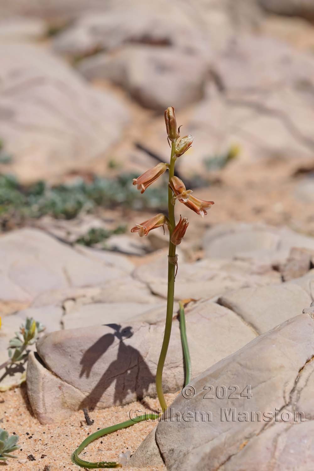 Dipcadi serotina