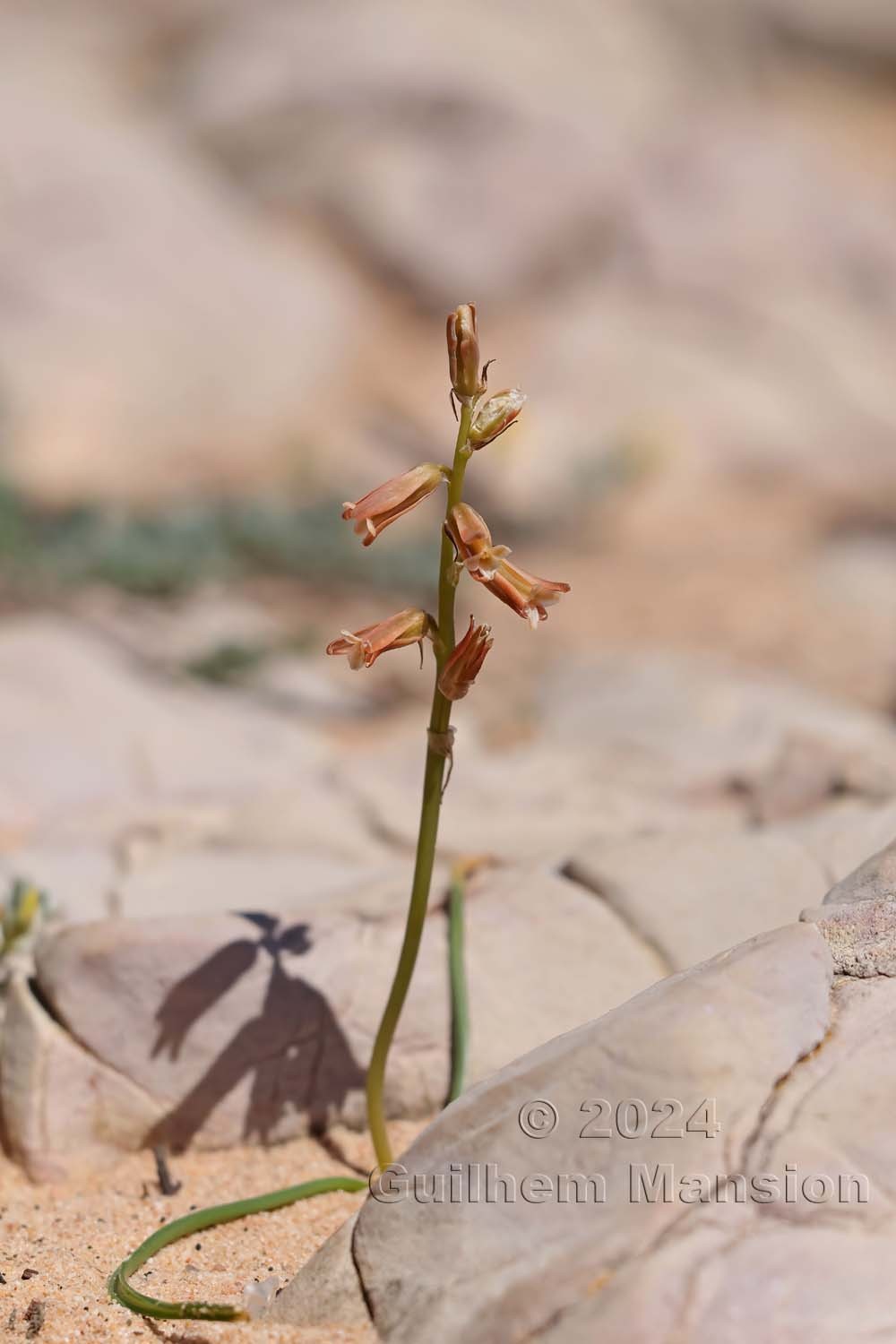 Dipcadi serotina