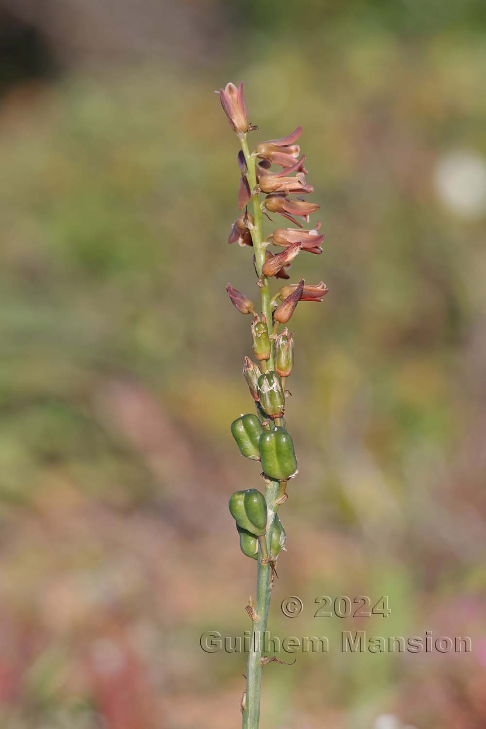 Dipcadi serotina