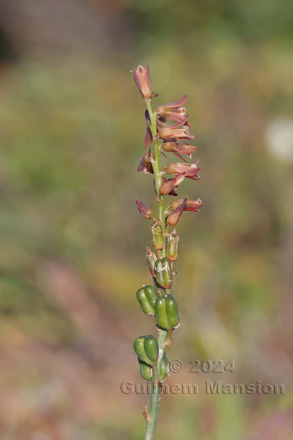 Dipcadi serotina