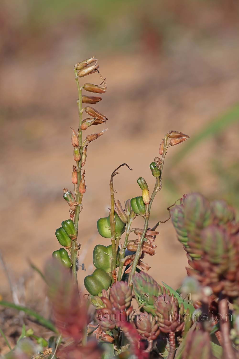 Dipcadi serotina
