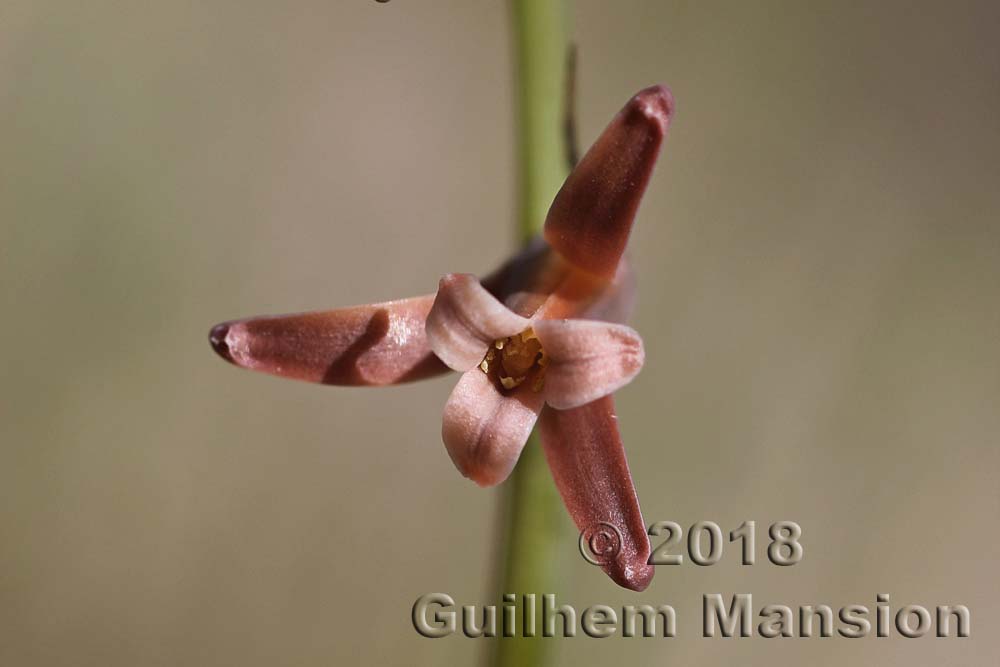 Dipcadi serotinum