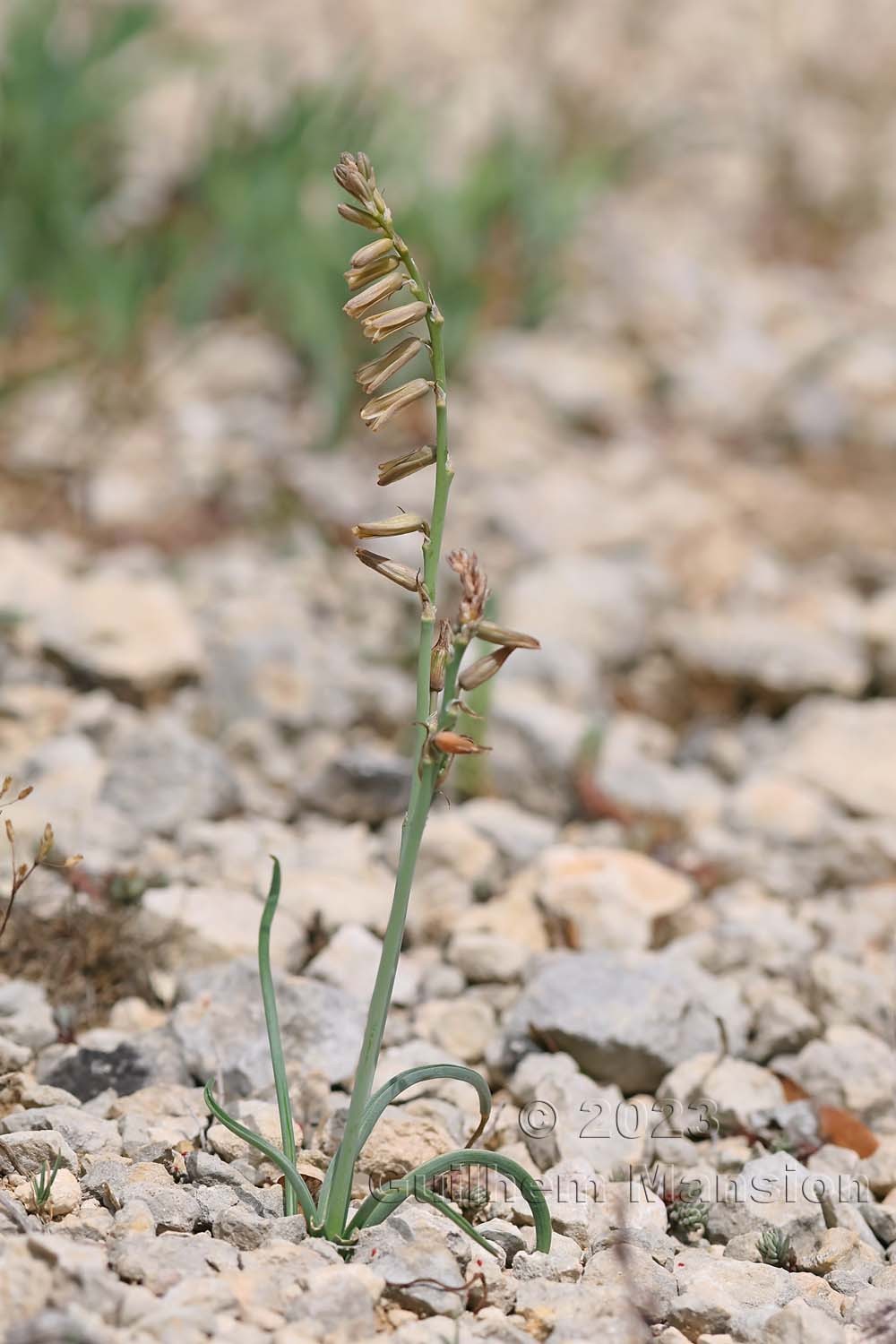 Dipcadi serotinum