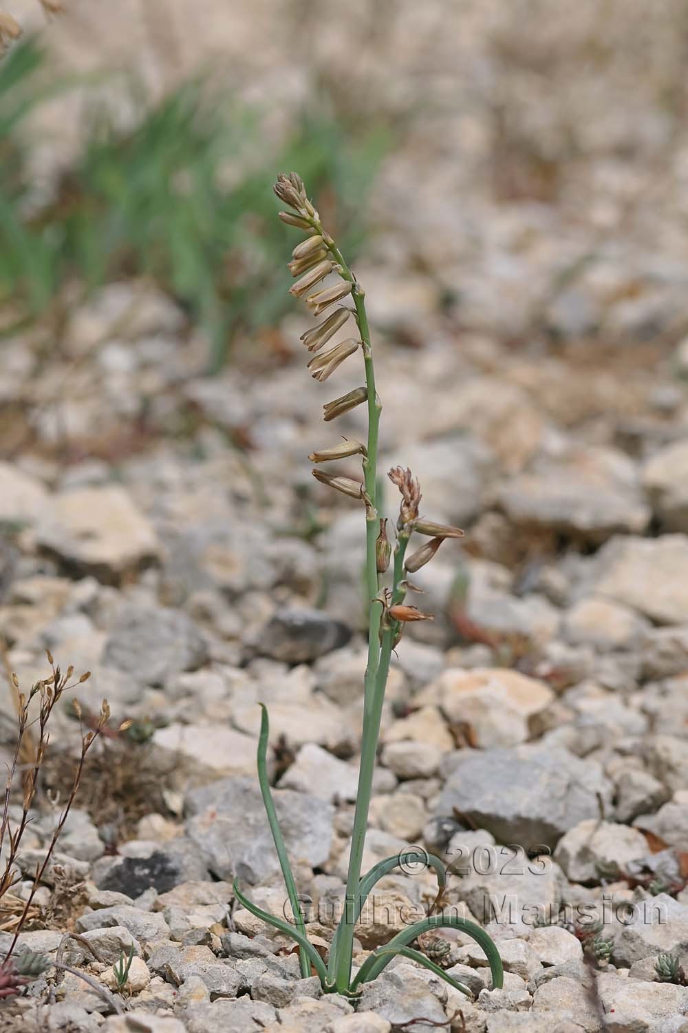 Dipcadi serotinum